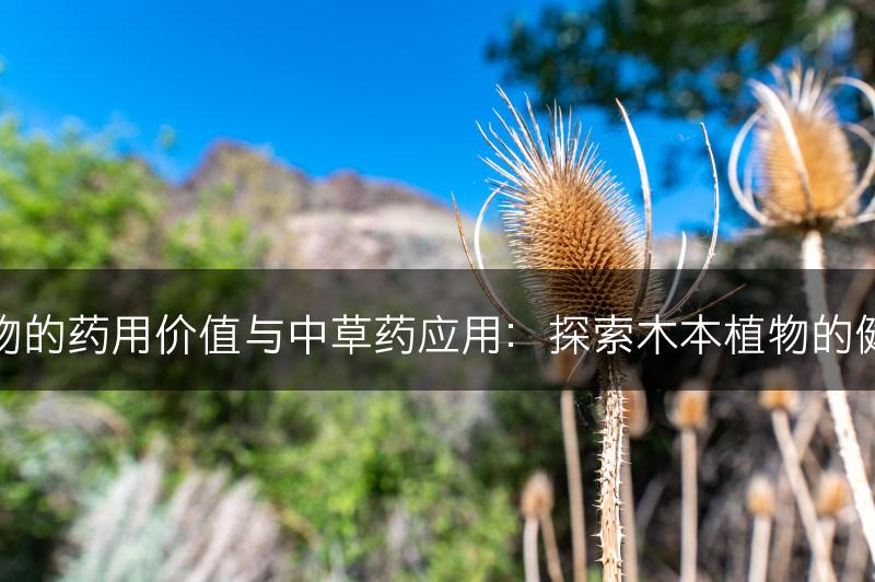 木本植物的药用价值与中草药应用：探索木本植物的健康疗效(图1)