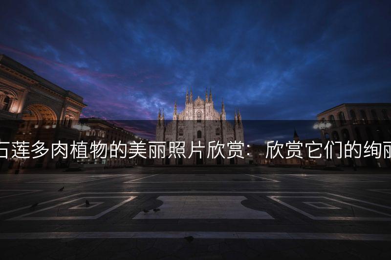 云南石莲多肉植物的美丽照片欣赏：欣赏它们的绚丽色彩(图1)