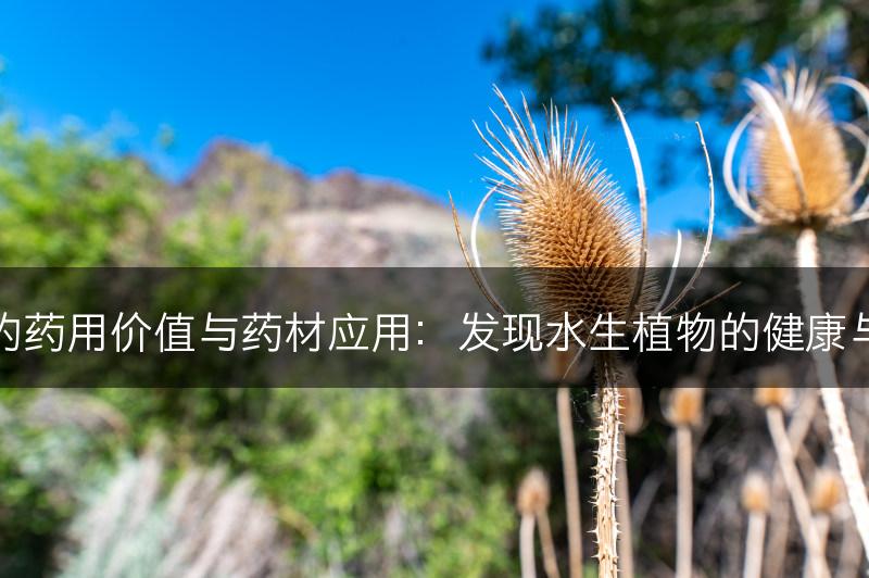 水生植物的药用价值与药材应用：发现水生植物的健康与药用之道(图1)