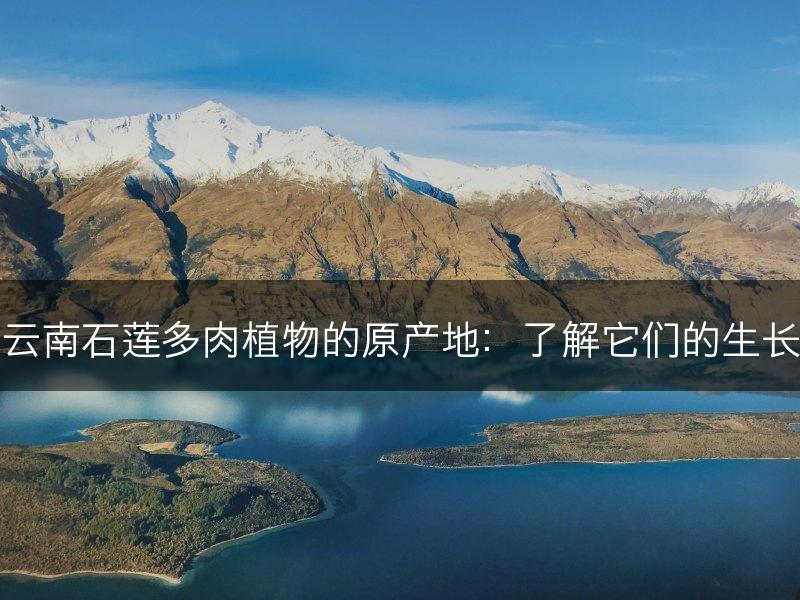探秘云南石莲多肉植物的原产地：了解它们的生长环境(图1)