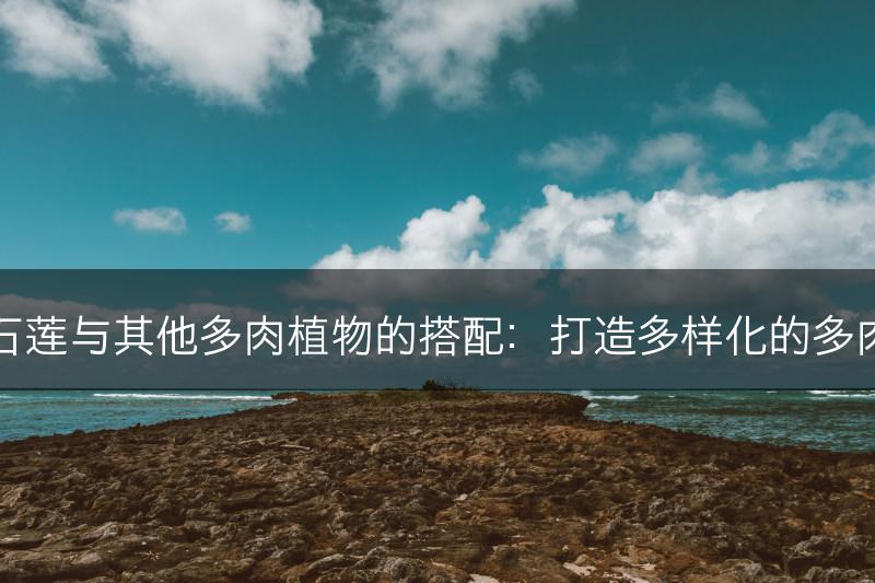 云南石莲与其他多肉植物的搭配：打造多样化的多肉景观(图1)