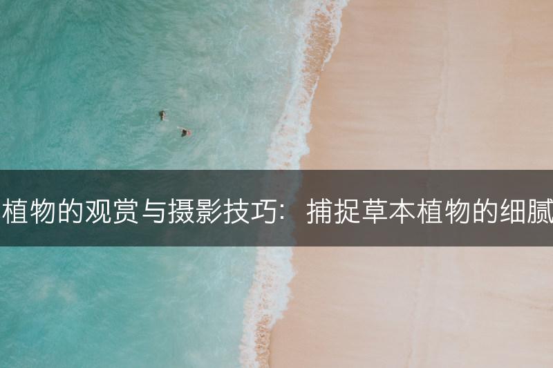 草本植物的观赏与摄影技巧：捕捉草本植物的细腻之美(图1)