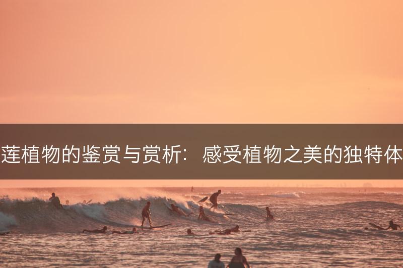 石莲植物的鉴赏与赏析：感受植物之美的独特体验(图1)