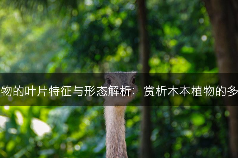 木本植物的叶片特征与形态解析：赏析木本植物的多样之美(图1)
