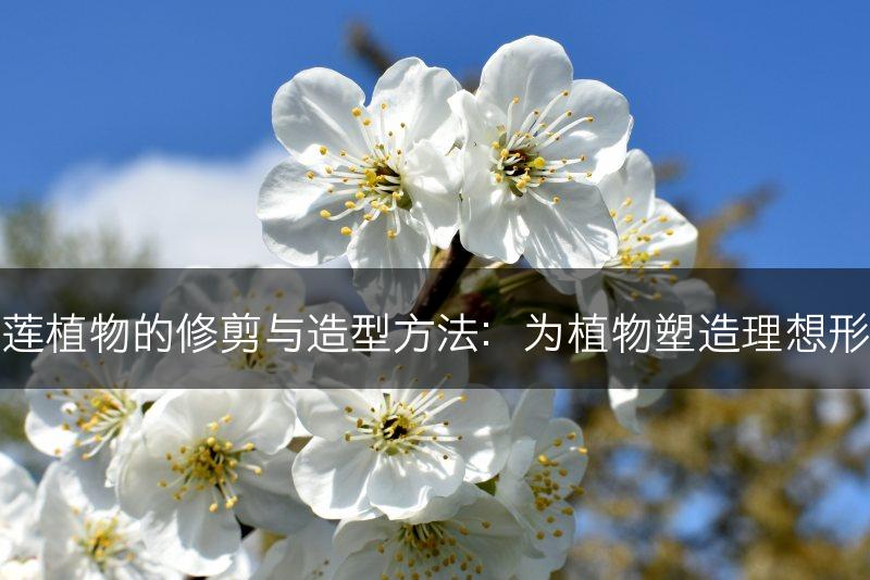 石莲植物的修剪与造型方法：为植物塑造理想形态(图1)