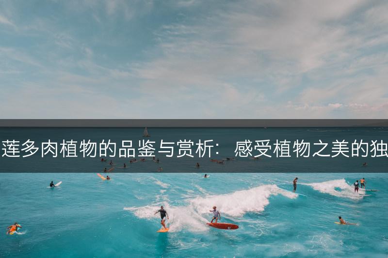 云南石莲多肉植物的品鉴与赏析：感受植物之美的独特体验(图1)