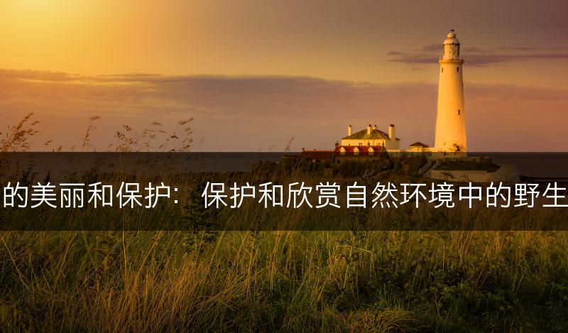 野花的美丽和保护：保护和欣赏自然环境中的野生花卉(图1)