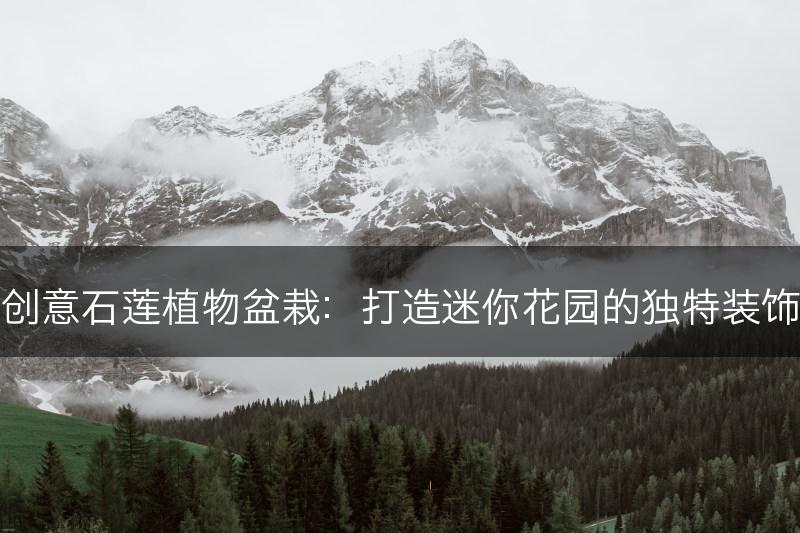 创意石莲植物盆栽：打造迷你花园的独特装饰(图1)