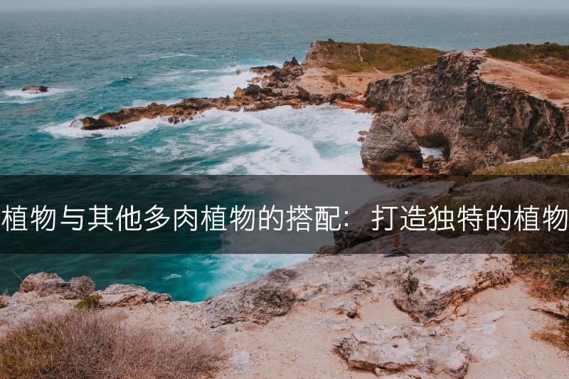 石莲植物与其他多肉植物的搭配：打造独特的植物组合(图1)