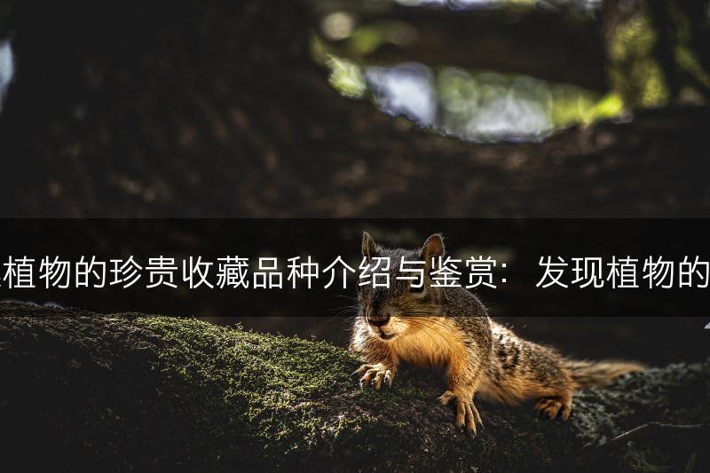 石莲植物的珍贵收藏品种介绍与鉴赏：发现植物的价值(图1)