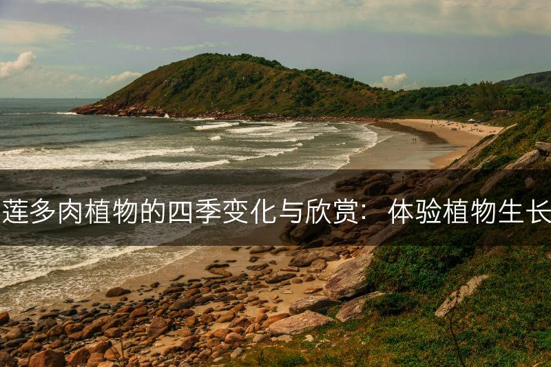 云南石莲多肉植物的四季变化与欣赏：体验植物生长的奇迹(图1)