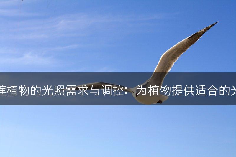 石莲植物的光照需求与调控：为植物提供适合的光线(图1)
