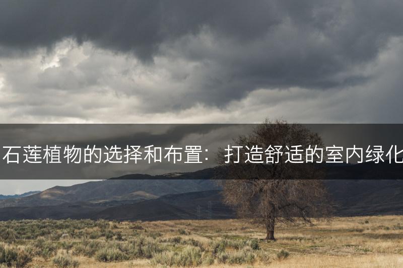 室内石莲植物的选择和布置：打造舒适的室内绿化空间(图1)