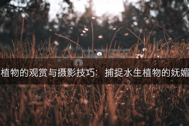 水生植物的观赏与摄影技巧：捕捉水生植物的妩媚之美(图1)