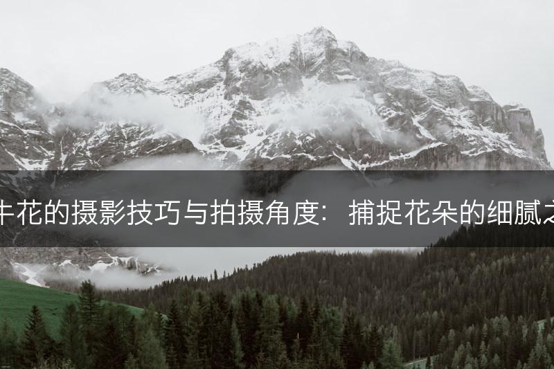 牵牛花的摄影技巧与拍摄角度：捕捉花朵的细腻之美(图1)