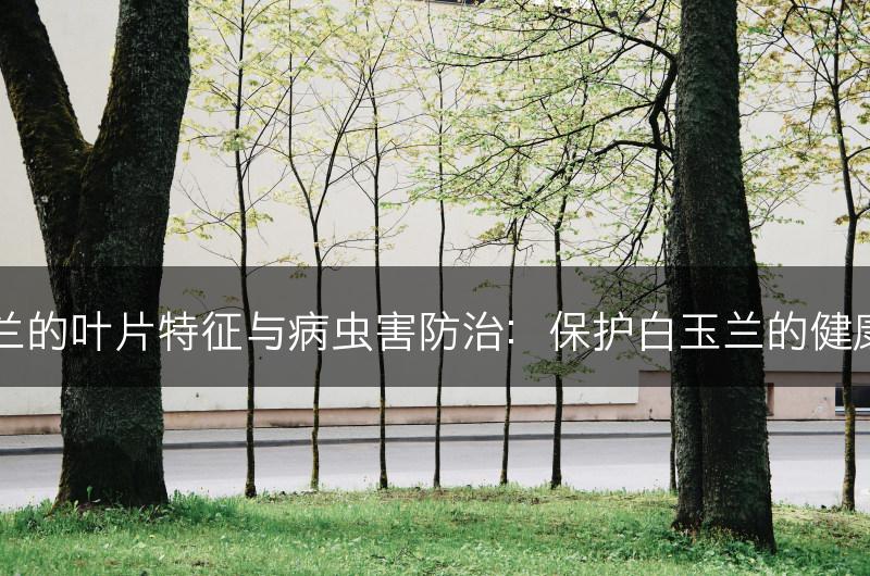 白玉兰的叶片特征与病虫害防治：保护白玉兰的健康生长(图1)