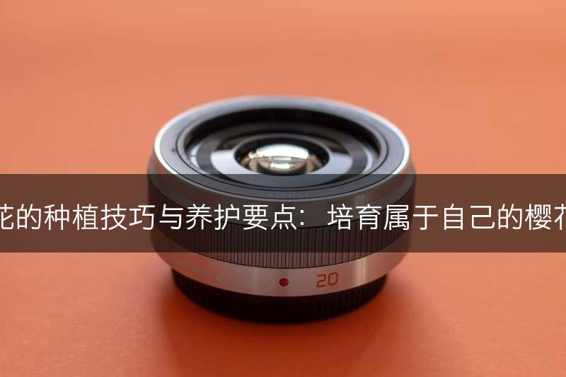 樱花的种植技巧与养护要点:培育属于自己的樱花树(图1) 樱花的种植技巧与养护要点:培育属于自己的樱花树(图1)