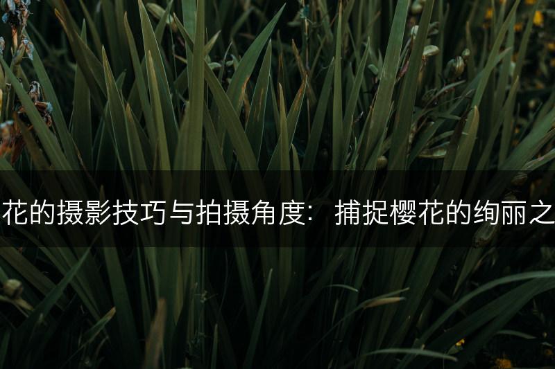 樱花的摄影技巧与拍摄角度:捕捉樱花的绚丽之美(图1) 樱花的摄影技巧与拍摄角度:捕捉樱花的绚丽之美(图1)