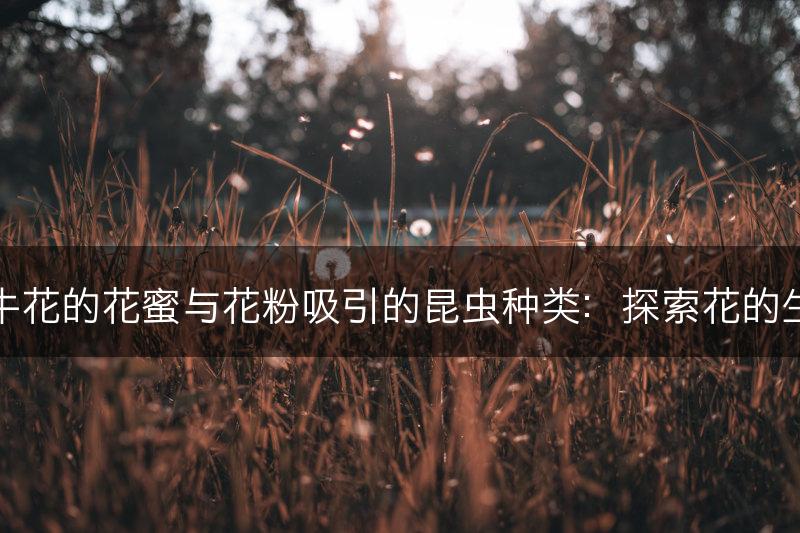牵牛花的花蜜与花粉吸引的昆虫种类：探索花的生态(图1)