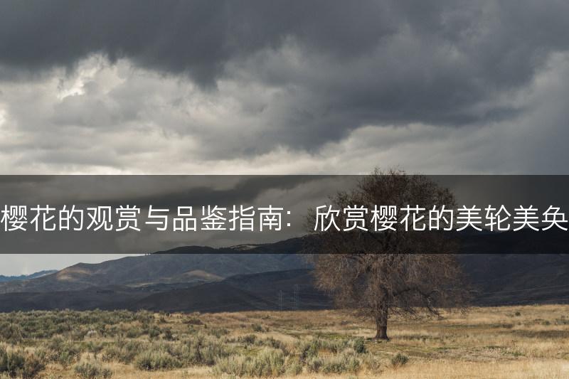 樱花的观赏与品鉴指南：欣赏樱花的美轮美奂(图1)