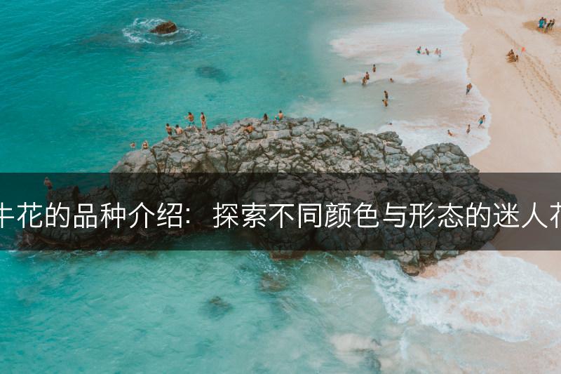 牵牛花的品种介绍：探索不同颜色与形态的迷人花卉(图1)