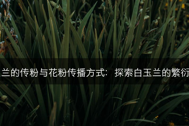 白玉兰的传粉与花粉传播方式：探索白玉兰的繁衍之道(图1)