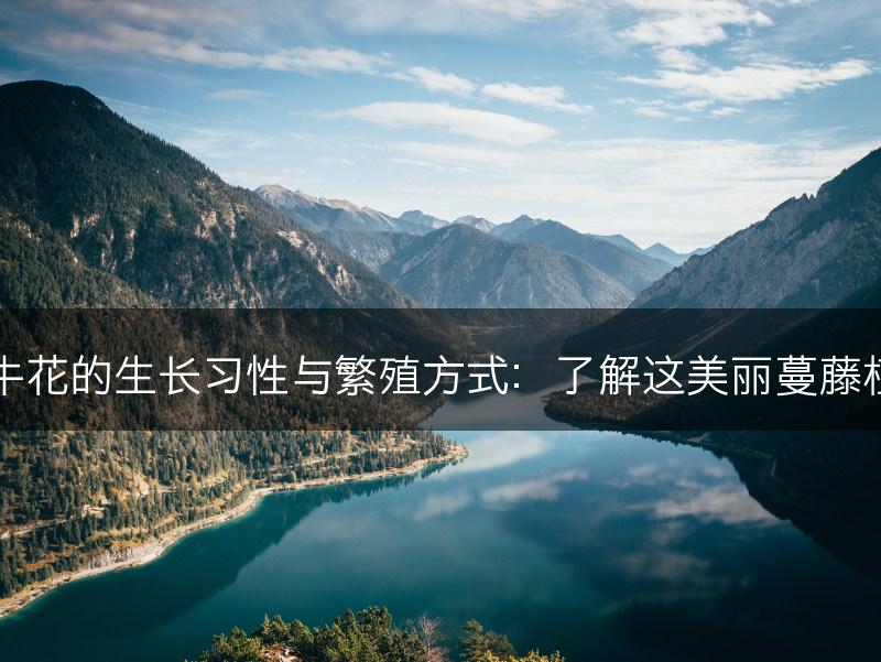 牵牛花的生长习性与繁殖方式：了解这美丽蔓藤植物(图1)