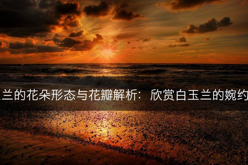 白玉兰的花朵形态与花瓣解析：欣赏白玉兰的婉约之美(图1)