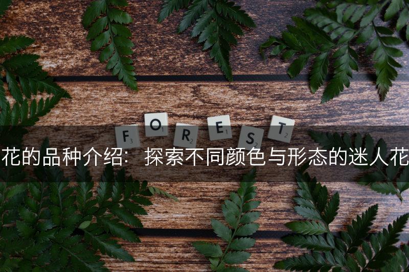 樱花的品种介绍:探索不同颜色与形态的迷人花朵(图1) 樱花的品种介绍:探索不同颜色与形态的迷人花朵(图1)