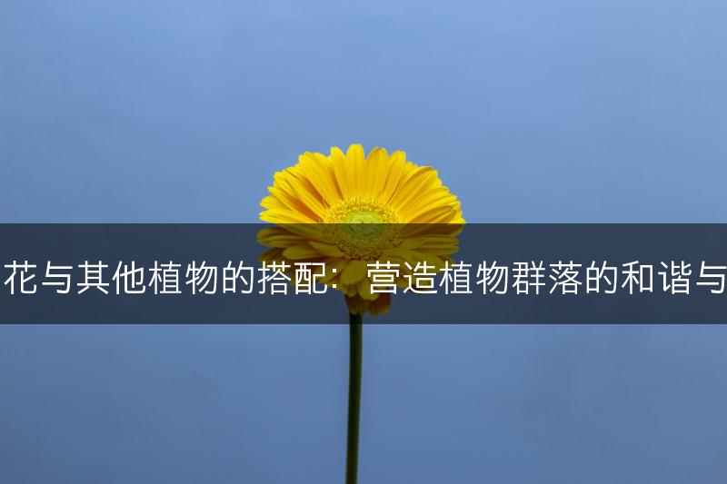 牵牛花与其他植物的搭配：营造植物群落的和谐与美观(图1)