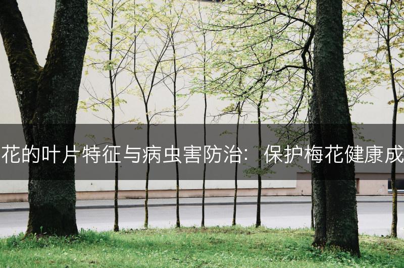 梅花的叶片特征与病虫害防治：保护梅花健康成长(图1)