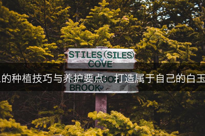 白玉兰的种植技巧与养护要点：打造属于自己的白玉兰花园(图1)