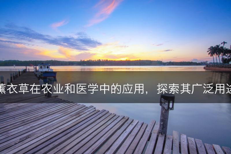 薰衣草在农业和医学中的应用，探索其广泛用途(图1)