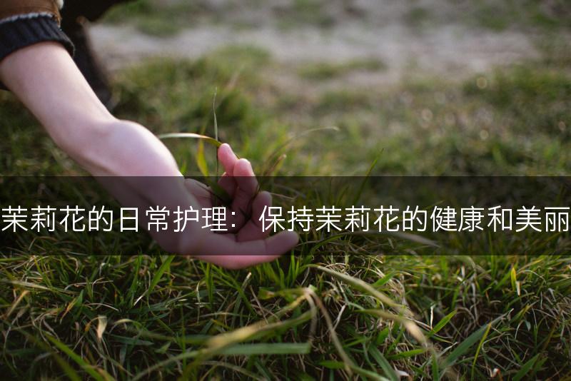 茉莉花的日常护理：保持茉莉花的健康和美丽(图1)