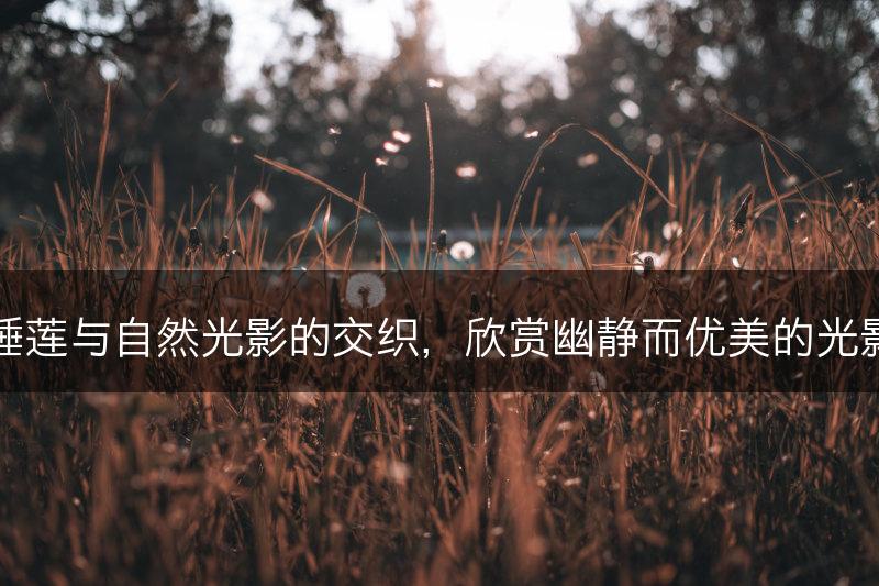 睡莲与自然光影的交织，欣赏幽静而优美的光影(图1)