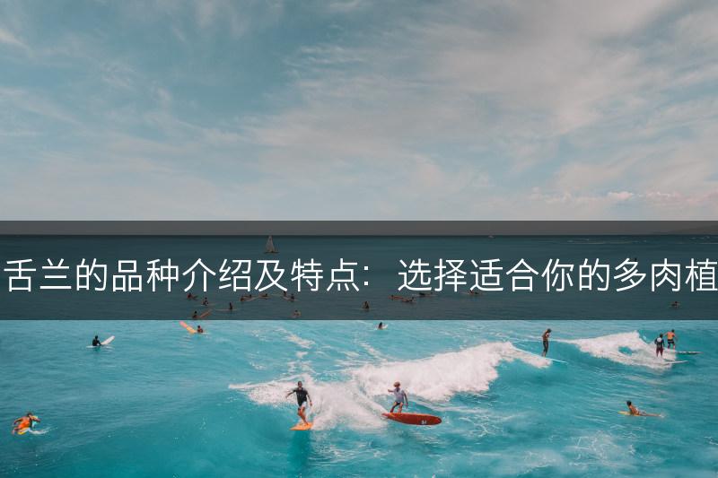 龙舌兰的品种介绍及特点:选择适合你的多肉植物(图1) 龙舌兰的品种介绍及特点:选择适合你的多肉植物(图1)