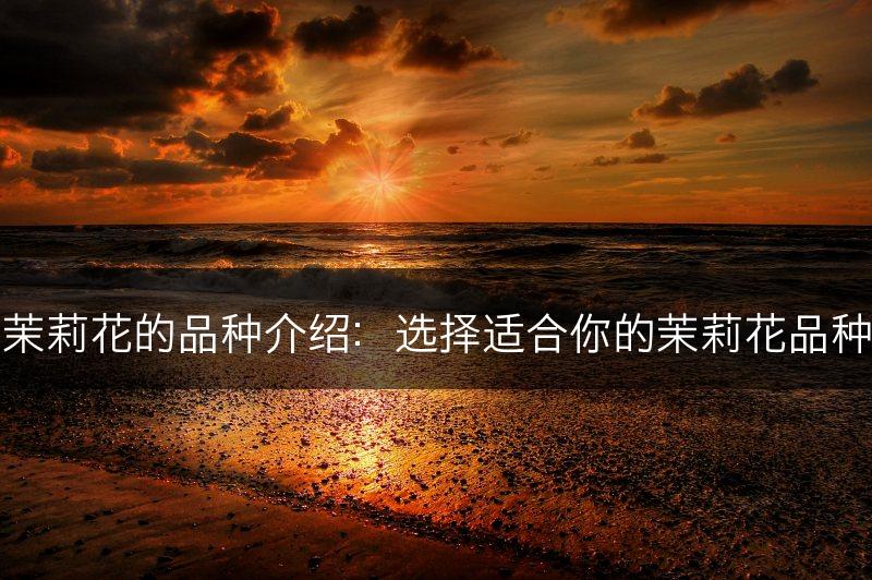 茉莉花的品种介绍：选择适合你的茉莉花品种(图1)