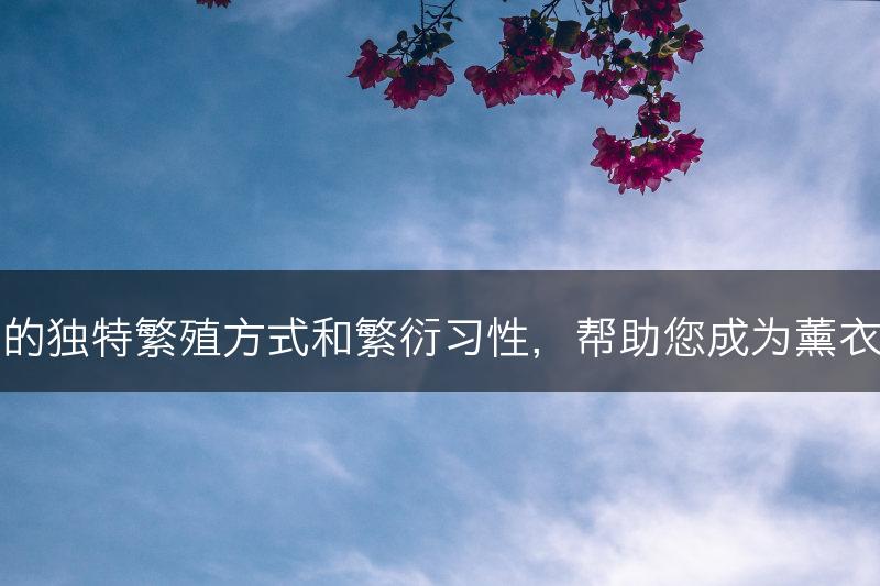 薰衣草的独特繁殖方式和繁衍习性，帮助您成为薰衣草专家(图1)