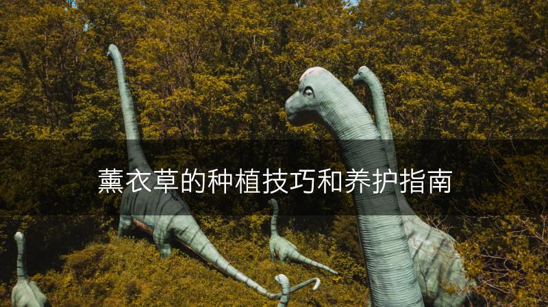 薰衣草的种植技巧和养护指南(图1)