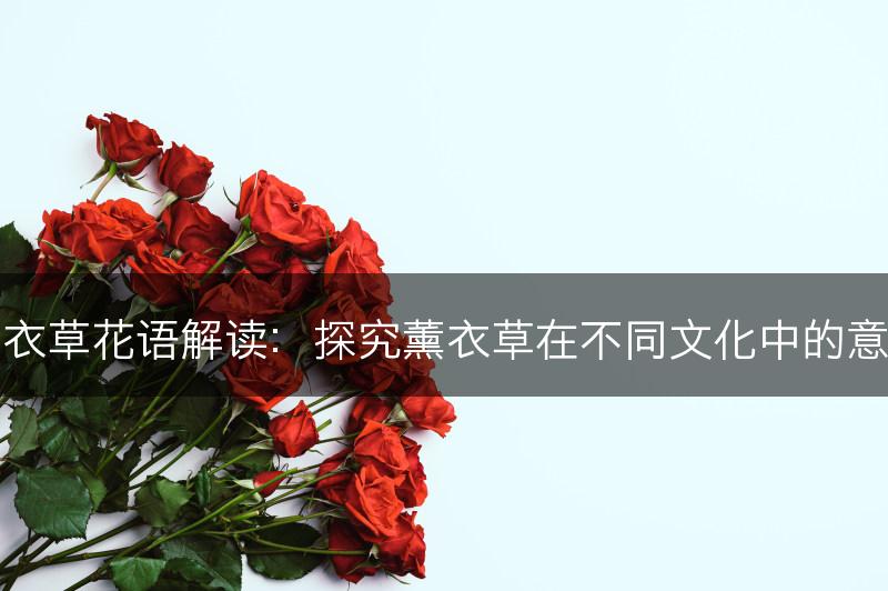 薰衣草花语解读：探究薰衣草在不同文化中的意义(图1)