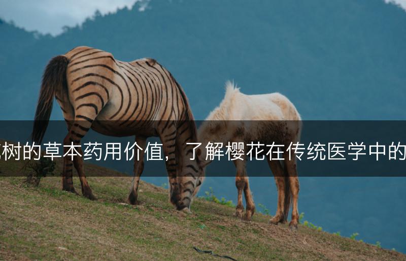樱花树的草本药用价值，了解樱花在传统医学中的应用(图1)