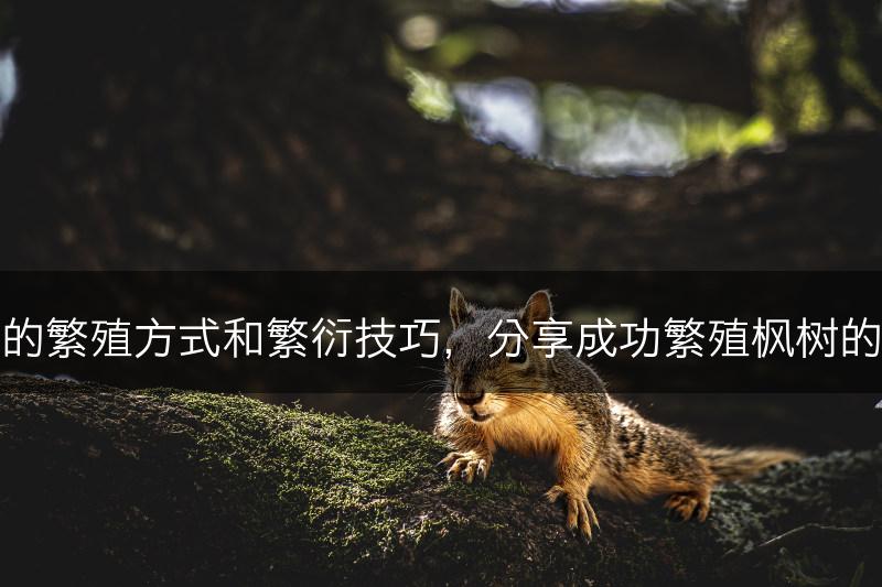 枫树的繁殖方式和繁衍技巧，分享成功繁殖枫树的经验(图1)