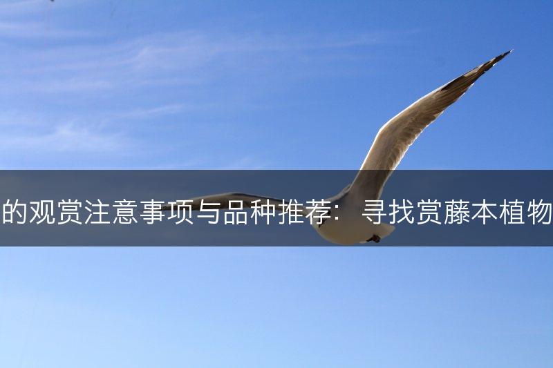 藤本植物的观赏注意事项与品种推荐:寻找赏藤本植物的好去处(图1) 藤本植物的观赏注意事项与品种推荐:寻找赏藤本植物的好去处(图1)