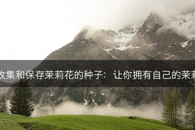 如何收集和保存茉莉花的种子:让你拥有自己的茉莉花园(图1) 如何收集和保存茉莉花的种子:让你拥有自己的茉莉花园(图1)