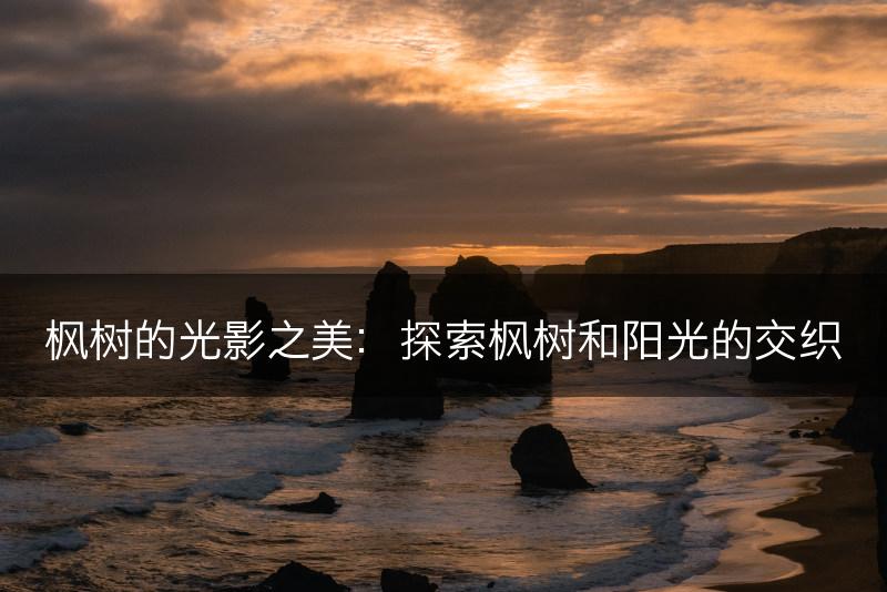 枫树的光影之美：探索枫树和阳光的交织(图1)