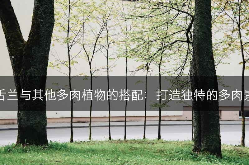 龙舌兰与其他多肉植物的搭配:打造独特的多肉景观(图1) 龙舌兰与其他多肉植物的搭配:打造独特的多肉景观(图1)