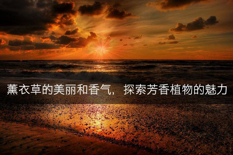 薰衣草的美丽和香气，探索芳香植物的魅力(图1)