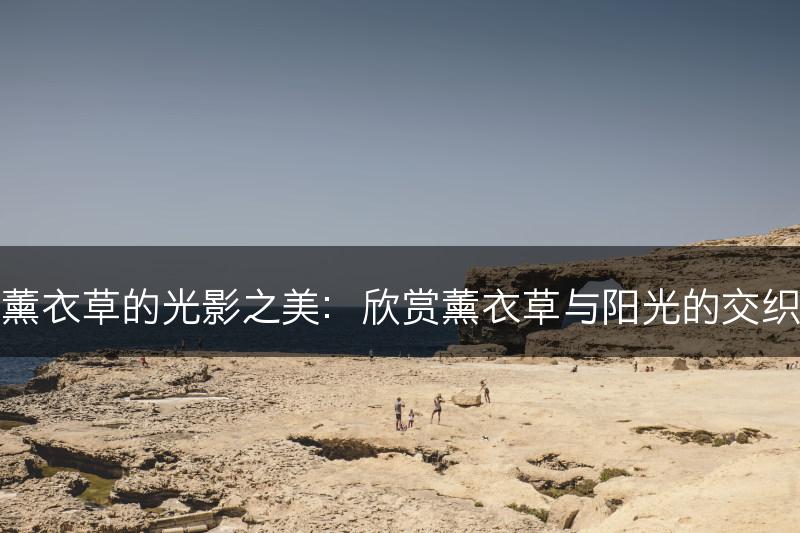 薰衣草的光影之美：欣赏薰衣草与阳光的交织(图1)