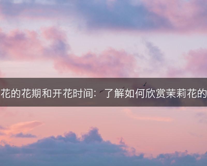 茉莉花的花期和开花时间:了解如何欣赏茉莉花的花海(图1) 茉莉花的花期和开花时间:了解如何欣赏茉莉花的花海(图1)