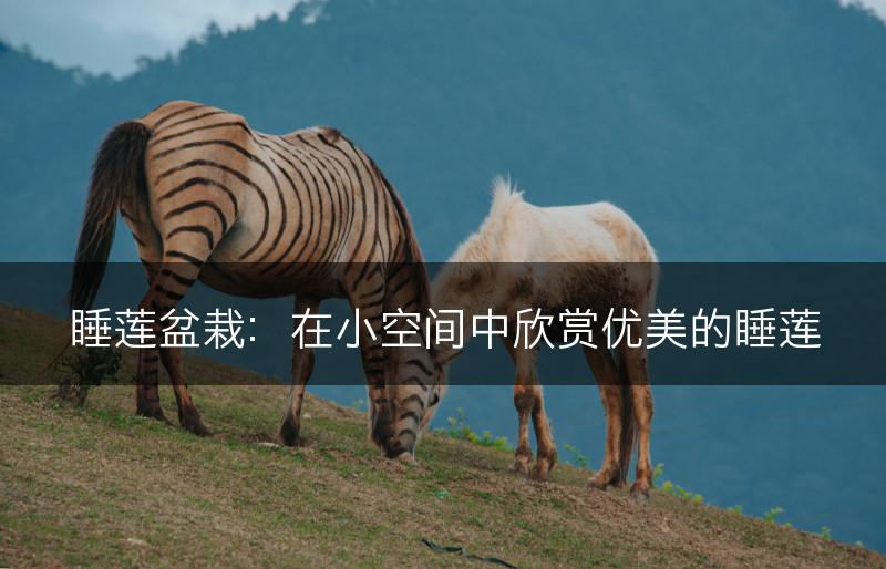 睡莲盆栽：在小空间中欣赏优美的睡莲(图1)